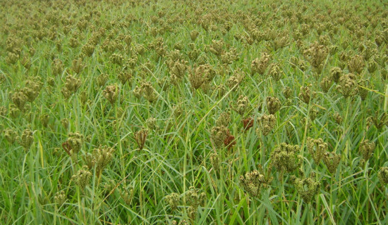 गुल्मीमा कोदो उत्पादन घट्दाे