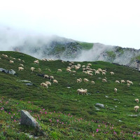 असनमा किनमेल गर्नेको भीड (फोटोफिचर)