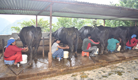 बेनीका किसानलाई उत्पादनमा आधारित अनुदान
