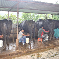 भ्याट लागु भएसँगै तरकारी आयात न्यून