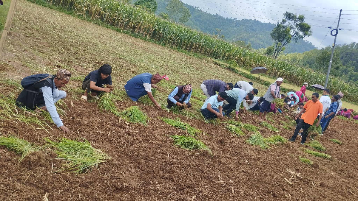 गुल्मीमा कोदो महोत्सव (फोटो फिचर)