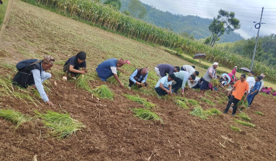 गुल्मीमा कोदो महोत्सव (फोटो फिचर)
