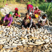 ७४ जिल्लामा २४ सयभन्दा बढीमा डेंगु पुष्टि