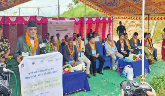 ७४ जिल्लामा २४ सयभन्दा बढीमा डेंगु पुष्टि