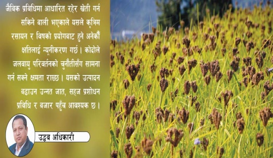 रोगप्रतिरोधी बाली ‘कोदो’