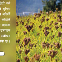 तीज गीतमार्फत सामाजिक चेतना जगाउँदै हरिदेवी कोइराला