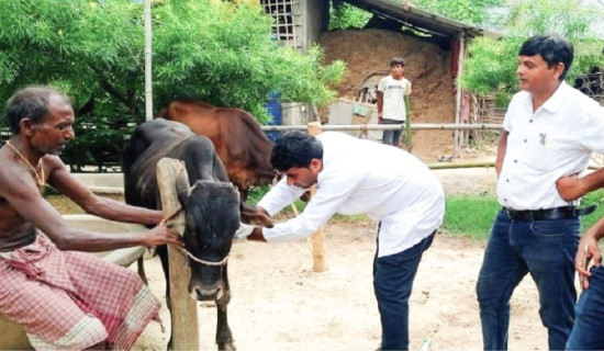 रुपनीमा लम्पी स्किन सङ्क्रमित पशुको रगत नमुना सङ्कलन