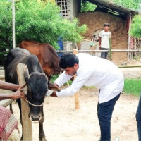 तीज गीतमार्फत सामाजिक चेतना जगाउँदै हरिदेवी कोइराला