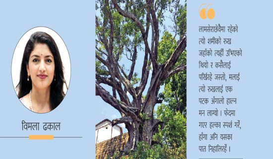लामसेराको शमीको रुख