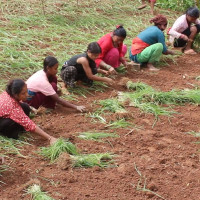 नेकपा एस महाधिवेशनः सर्वसम्मत नेतृत्व चयनको प्रयास