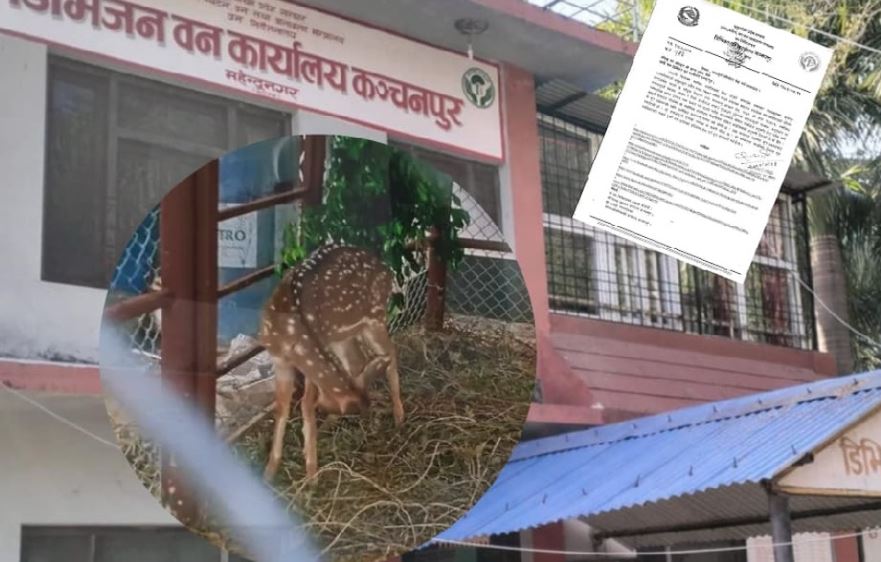 अवैधरूपमा चित्तल पालन गरेको भन्दै छानबिन गर्न निर्देशन