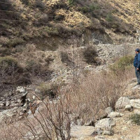 पशुमा आमखोप अभियानको तयारी
