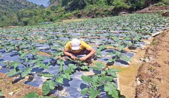 किसानलाई प्रोत्साहन अनुदान