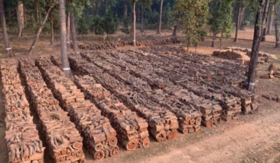 १० करोड ७१ लाख रुपियाँको काठ बिक्री