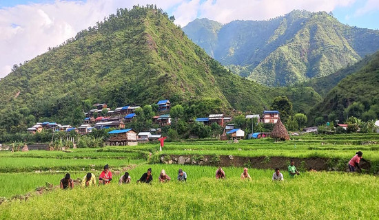 धान गोड्दै किसान