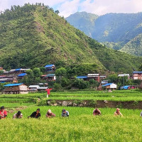 कोदो खेतीमा अग्रसर हुन आग्रह
