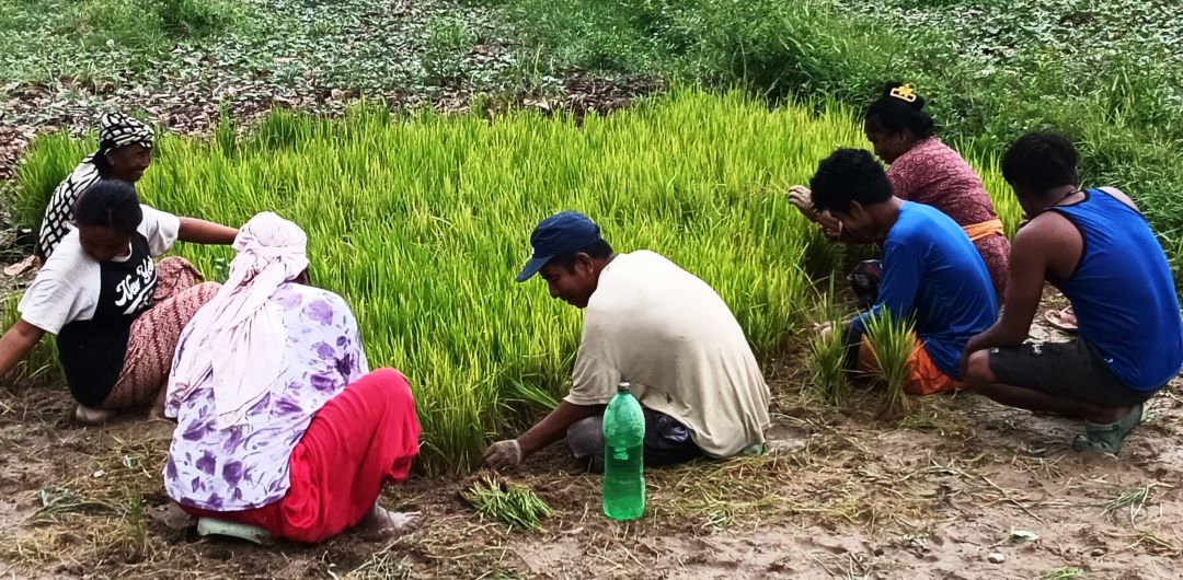 पानी परेपछि किसानलाई राहत