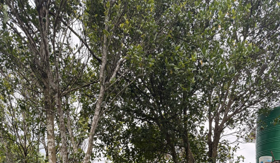 पोखरा विमानस्थलमा आफन्तको भीड