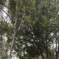 विमान दुर्घटना स्थलमा हेलिकोप्टर अवतरण, शव सङ्कलन सुरु
