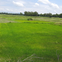 दुई सय मेक्ट्रिक्टन बीउ प्रमाणीकरण
