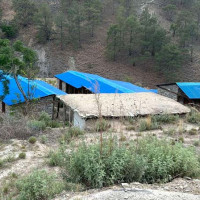 भारतमा उत्पादन घट्दा नेपाली चिया निर्यात बढ्यो