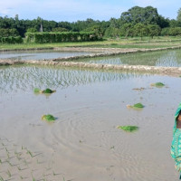 चाडपर्वमा मात्रै सात करोड बढीको खसीबोका बिक्री