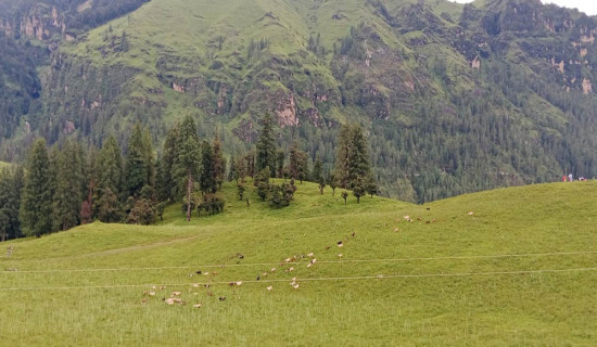 जंगली च्याउ खादा एउटै घरका पाँच बिरामी