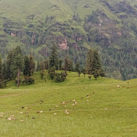 संरक्षित वनको क्षेत्रफल बढ्यो