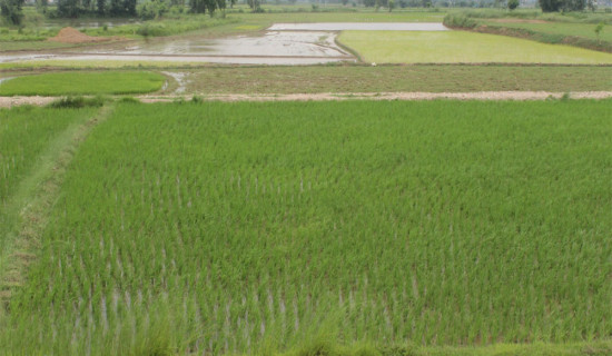 वर्षाले किसानलाई राहत