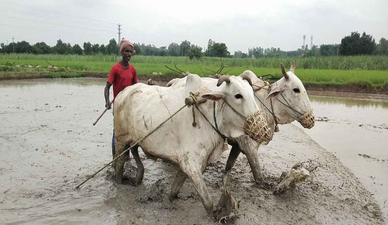 मल लिन बिहान ४ बजेदेखि लाइन, मल नपाउँदा रित्तै हात फर्किए किसान