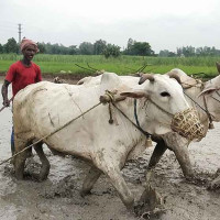 एक वर्षमा प्रादेशिक योजनाबाट बन्यो ६७ किलोमिटर सडक