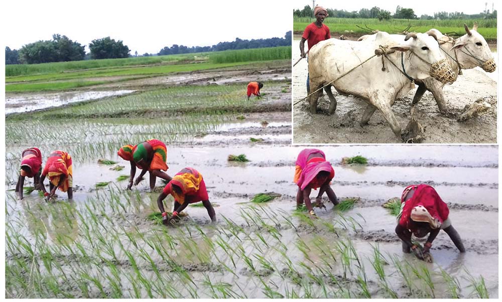रोपाइँमा व्यस्त मधेशका किसान