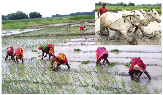 रोपाइँमा व्यस्त मधेशका किसान