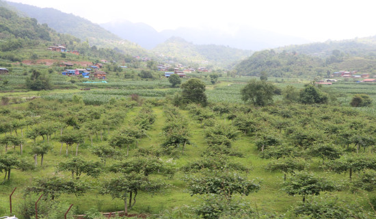 पाखापखेरामा फलफूलका बिरुवा