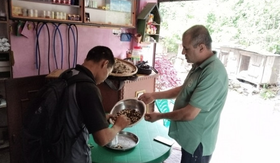 अरिँगाल बेचेरै एक सिजनमै ५० हजार कमाइ