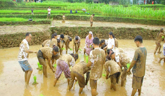 ओखलढुङ्गामा सकियो रोपाइँ