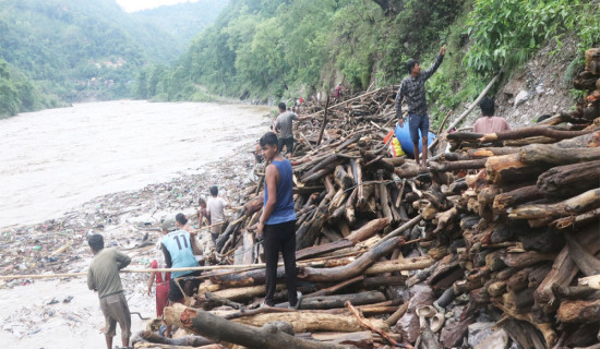 कालीगण्डकीमा जोखिम मोलेर दाउरा सङ्कलन