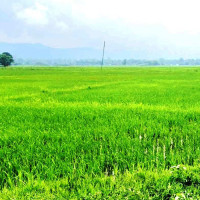 सुपा देउराली मन्दिर (फोटो फिचर)