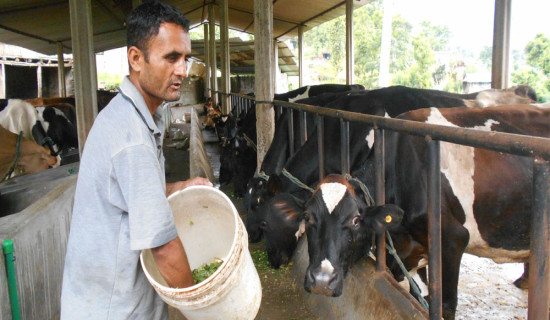 दुध किसानलाई उत्पादनमा आधारित अनुदान