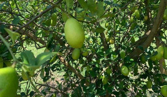 खोला किनारमा गाडी राखेर नुहाउन गएका बाबुछोरा बेपत्ता
