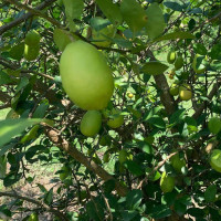 सुकेडाँगी फुटबलको उपाधि खुदुनाबारीलाई