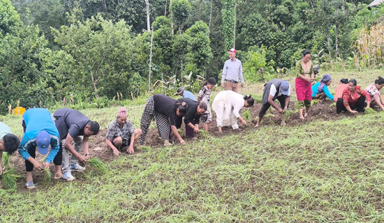 श्रमदान अभियानलाई निरन्तरता दिँदै माओवादी