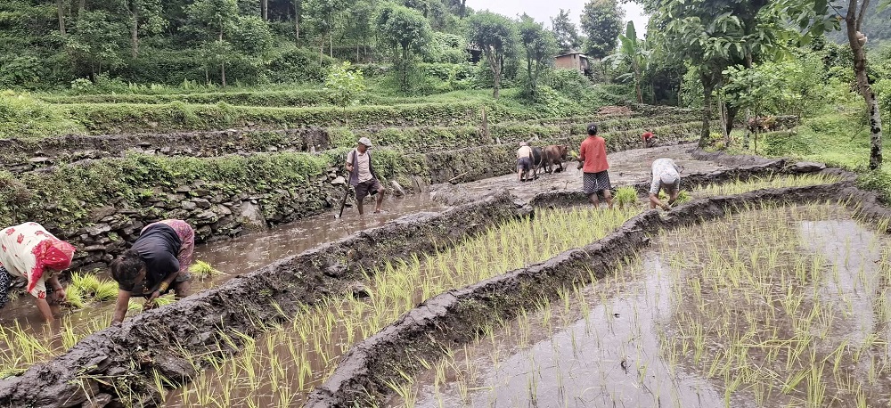 ताप्लेजुङमा अझै २७ प्रतिशत रोपाइँ बाँकी