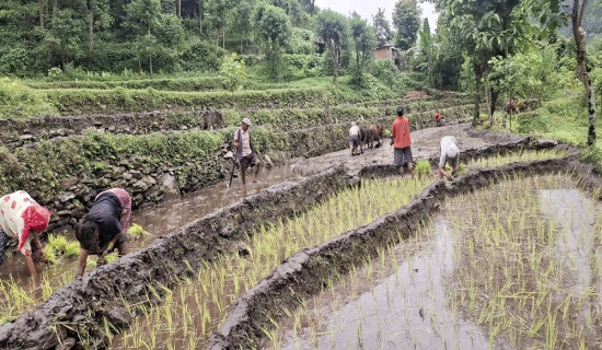 ताप्लेजुङमा अझै २७ प्रतिशत रोपाइँ बाँकी
