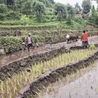 लिबियामा सुरक्षा कारबाहीका क्रममा ३५० जना गैरकानुनी आप्रवासी पक्राउ