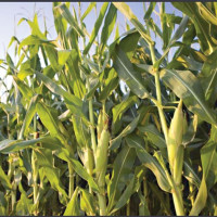 चितवनको सिमलताल र धादिङको चरौँदीमा विपद् इलेक्ट्रिक डिभाइस जडान