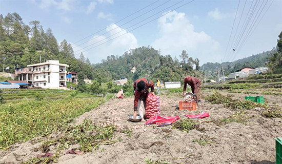 समावेशीकरणको दिशामा नयाँ फड्को : गोरखापत्रद्वारा प्रकाशित डडेल्धुरेली भाषा