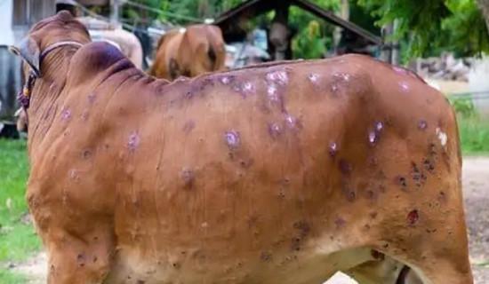नक्कली भुटानी शरणार्थी प्रकरण : कसलाई के अभियोग, के हुन्छ सजाय ?