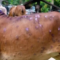 दर्ताले मात्र निलम्बित हुन्न