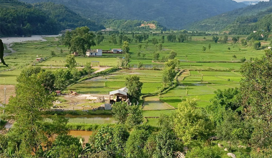 गोरखामा ८५ प्रतिशत रोपाइँ